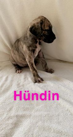 Deutsche Doggen Welpen