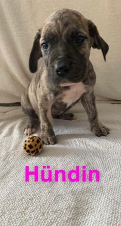 Deutsche Doggen Welpen