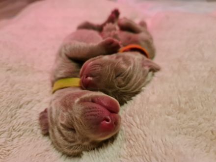 Weimaraner-Welpen– Hurra wir sind da