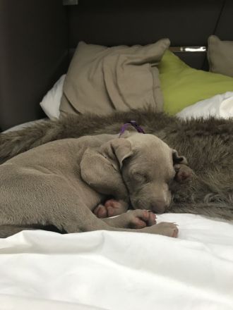 Weimaraner-Welpen– Hurra wir sind da