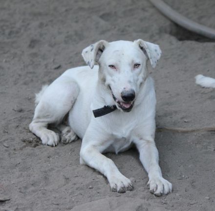 Teddy sucht seine Lieblingsmenschen