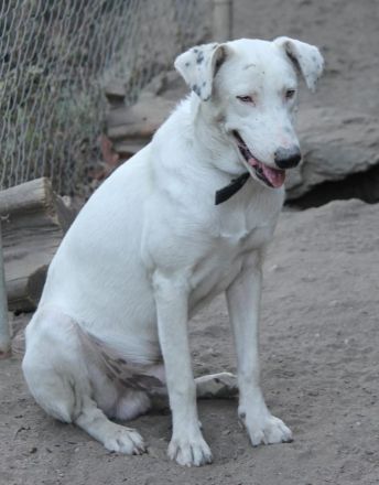 Teddy sucht seine Lieblingsmenschen