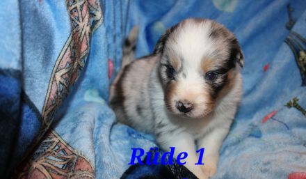 Australian shepherd Welpen