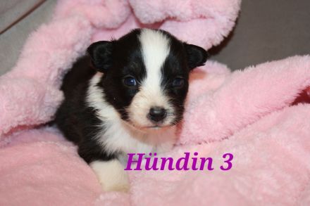 Australian shepherd Welpen