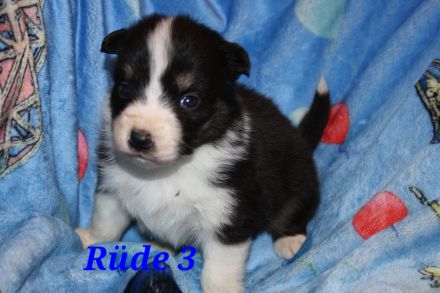 Australian shepherd Welpen
