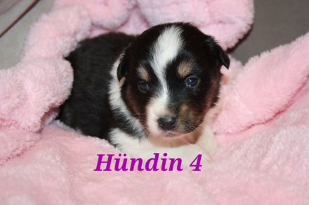 Australian shepherd Welpen