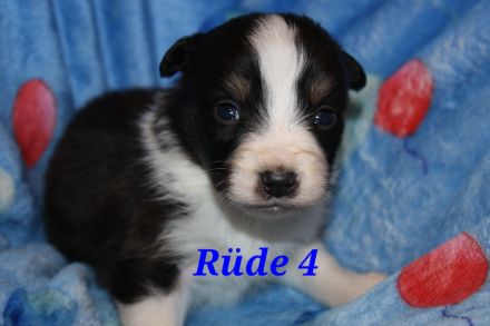 Australian shepherd Welpen