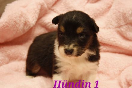 Australian shepherd Welpen