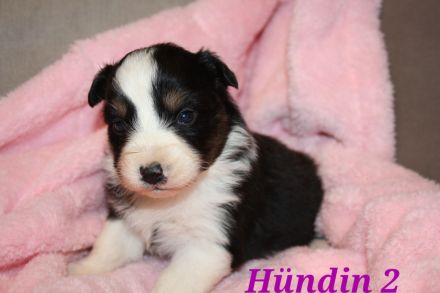 Australian shepherd Welpen