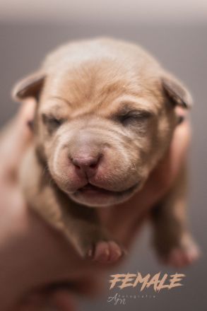 American Bully Welpen