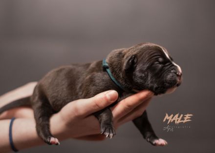 American Bully Welpen