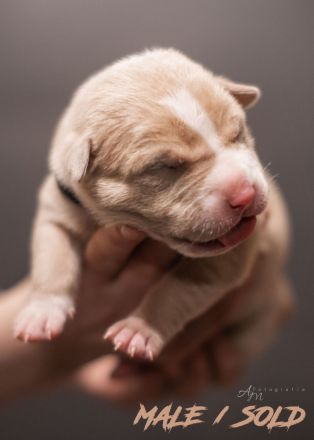 American Bully Welpen