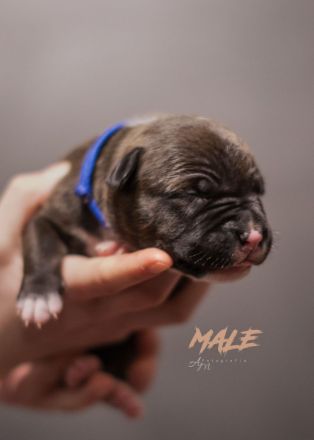 American Bully Welpen