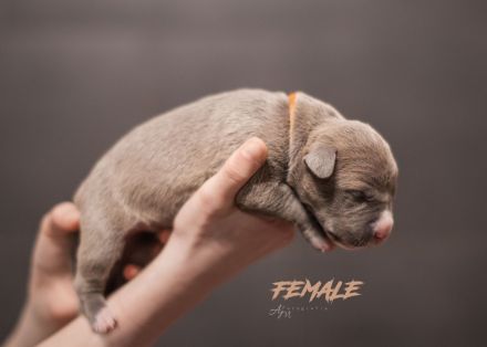 American Bully Welpen