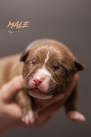 American Bully Welpen