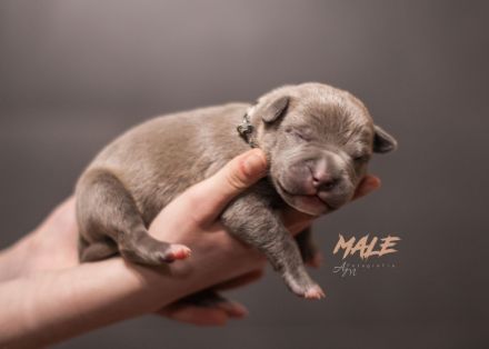 American Bully Welpen