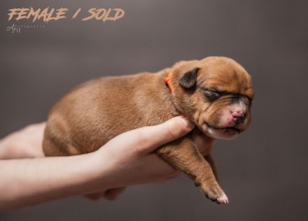 American Bully Welpen