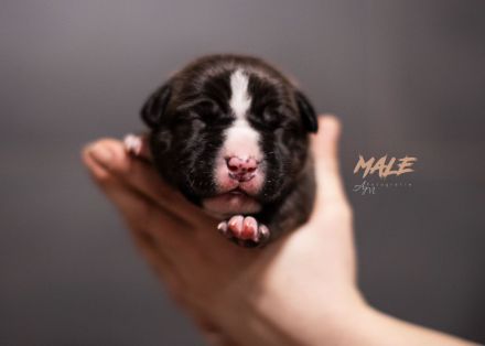 American Bully Welpen