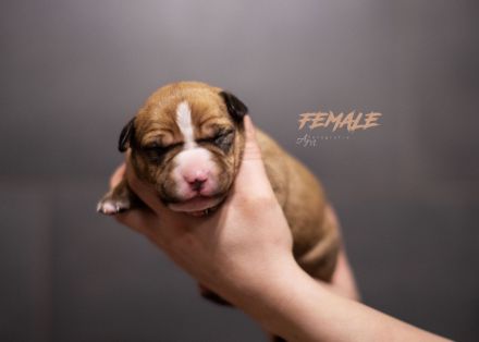 American Bully Welpen