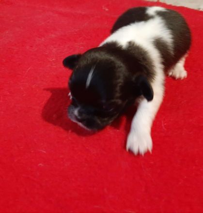 Chihuahua Welpen,  Vereinszucht,  ein echter Hingucker