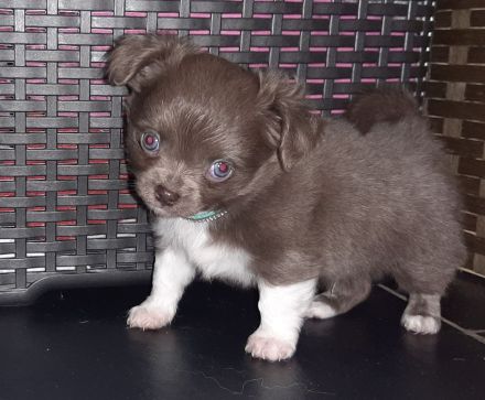 Chihuahua Welpen,  Vereinszucht,  ein echter Hingucker