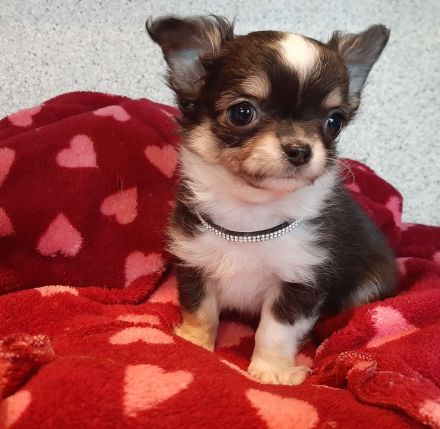 Chihuahua Welpen,  Vereinszucht,  ein echter Hingucker