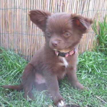 Chihuahua Welpen,  Vereinszucht,  ein echter Hingucker