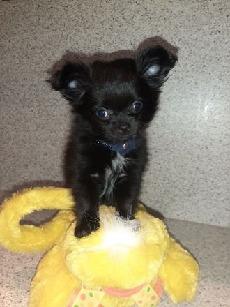 Chihuahua Welpen,  Vereinszucht,  ein echter Hingucker