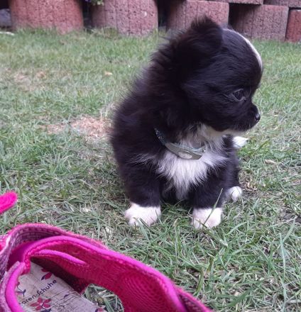 Chihuahua Welpen,  Vereinszucht,  ein echter Hingucker