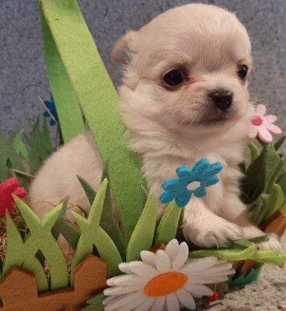 Chihuahua Welpen,  Vereinszucht,  ein echter Hingucker