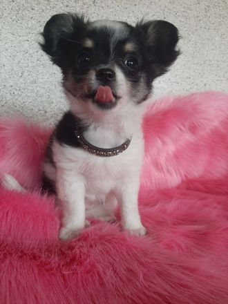 Chihuahua Welpen,  Vereinszucht,  ein echter Hingucker