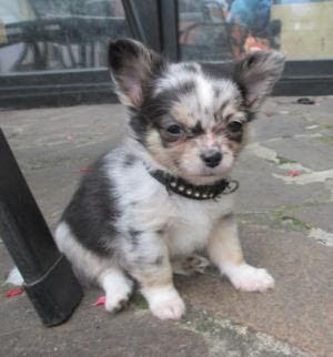 Chihuahua Welpen,  Vereinszucht,  ein echter Hingucker