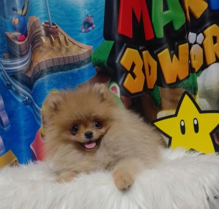 Reinrassige Pomeranian Spitz BOO Typ