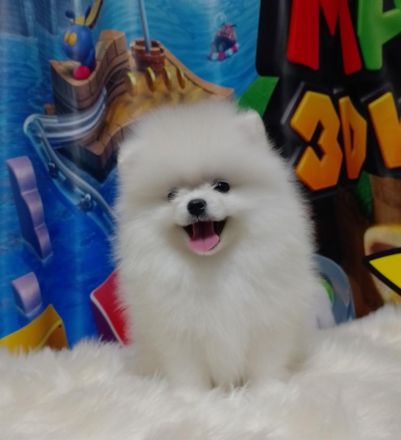 Reinrassige Pomeranian Spitz BOO Typ