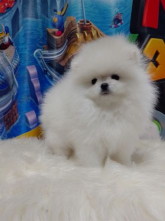 Reinrassige Pomeranian Spitz BOO Typ