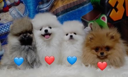 Reinrassige Pomeranian Spitz BOO Typ