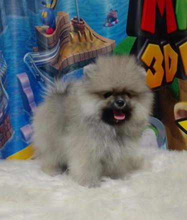 Reinrassige Pomeranian Spitz BOO Typ