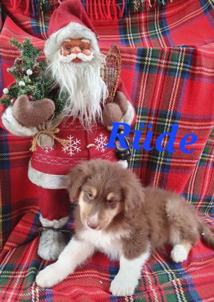 Australian shepherd welpen