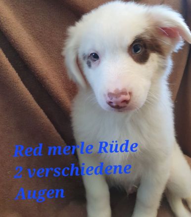 Australian shepherd welpen