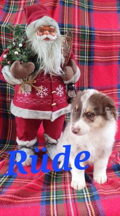 Australian shepherd welpen