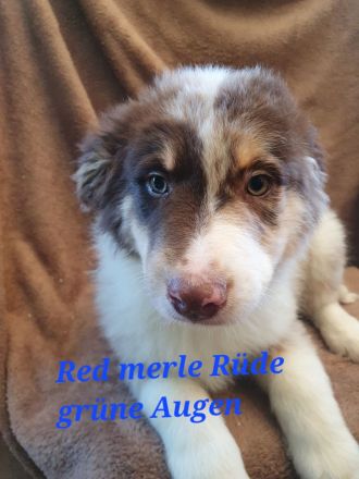 Australian shepherd welpen