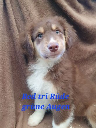 Australian shepherd welpen