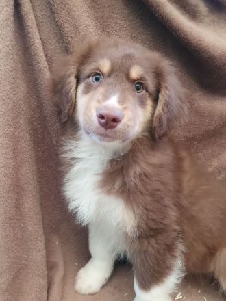 Australian shepherd welpen