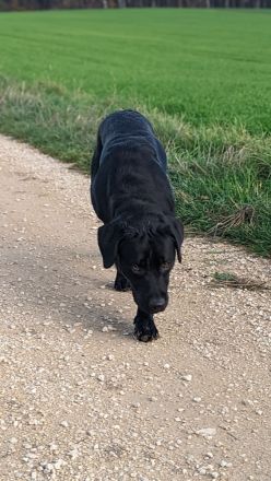 Deckrüde Hunter vom Husshof