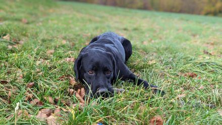 Deckrüde Hunter vom Husshof