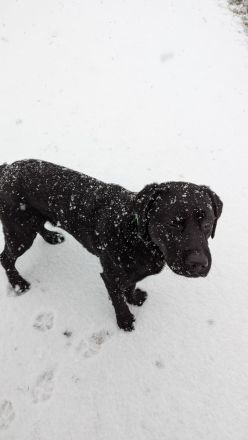 Deckrüde Hunter vom Husshof