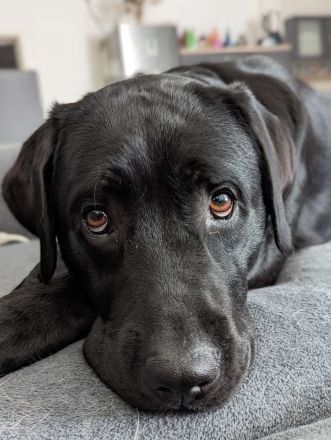 Deckrüde Hunter vom Husshof