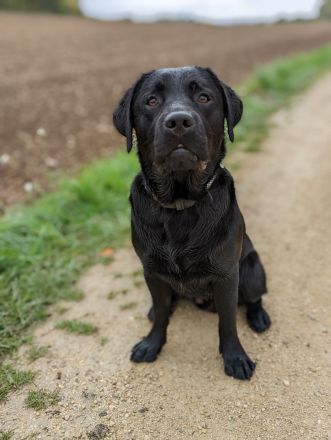 Deckrüde Hunter vom Husshof