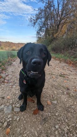 Deckrüde Hunter vom Husshof