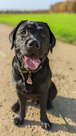 Deckrüde Hunter vom Husshof